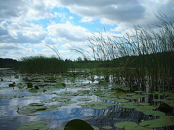 Seerosen auf der Müritz