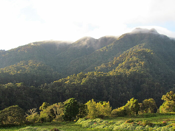 Nationalpark La Amistad in Panama