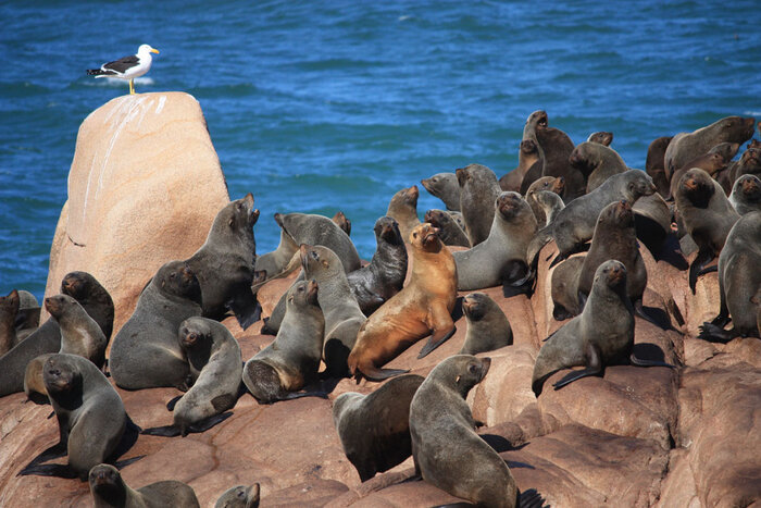Seelöwen auf der Isla de Lobos