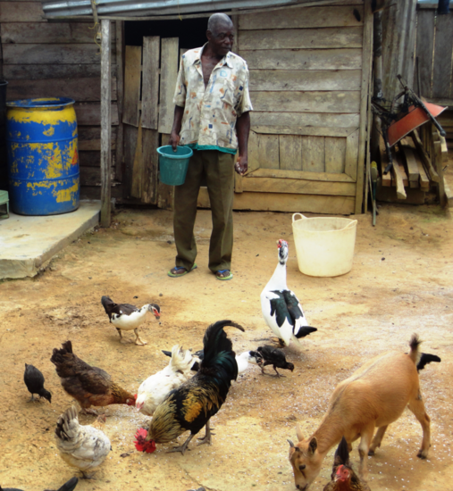 Mann mit Hühnern in Äquatorialguinea