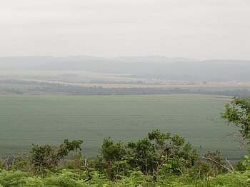 Zuckerrohranbau bei Franceville