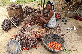 Ernte der Ölpalme in Liberia