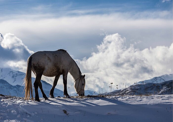 Pferd vor Winterlandschaft in Aserbaidschan