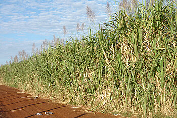 Landwirtschaft in Brasilien