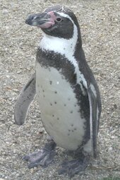 Chile Pinguine
