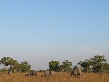 Elefanten im Waza-Nationalpark in der Savanne