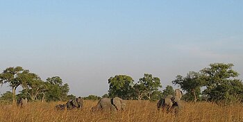 Elefanten im Waza-Nationalpark im Norden von Kamerun