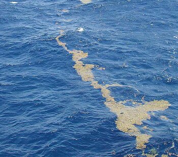 Sargassum-Algen
