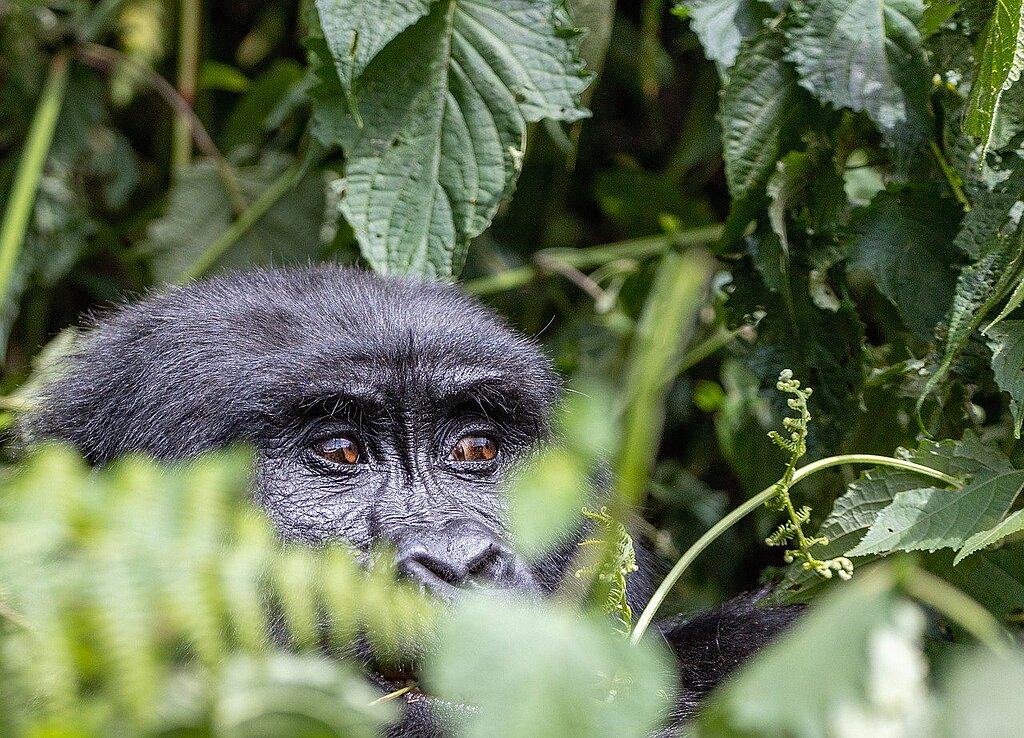 Uganda Gorilla