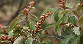 Croton gratissimus