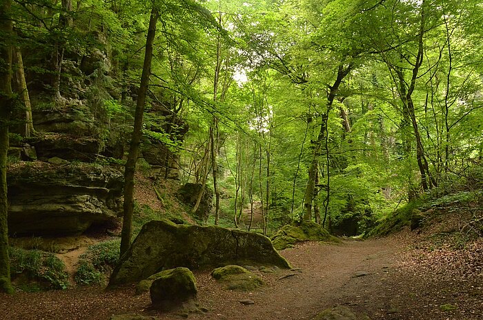 Wald bei Echternach