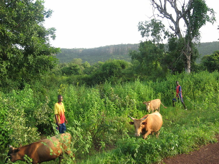 Viehhüter im Senegal