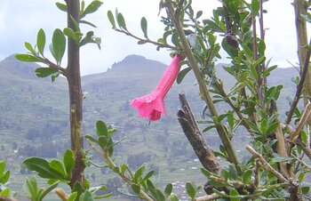 Pflanzen in Bolivien