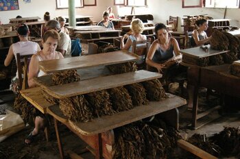 Zigarrenproduktion auf Kuba