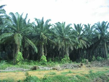 Pflanzen in Nigeria: Palmen