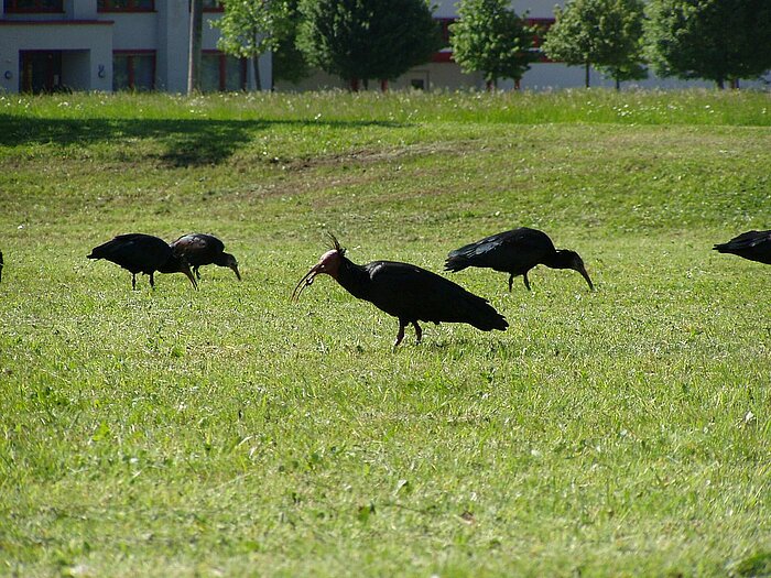 Waldrappe in Grünau im Almtal