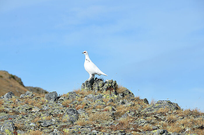 Alpenschneehuhn in Kärnten