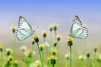 Schmetterlinge auf Blumen