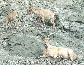 Westkaukasischer Steinbock