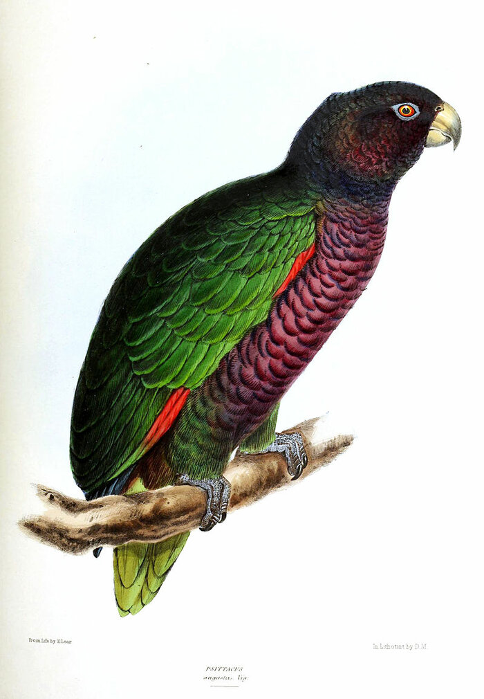 Kaiseramazone oder Sisserou, Nationalvogel von Dominica