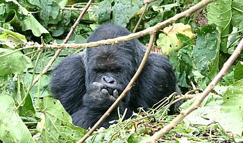 Gorilla in Gabun