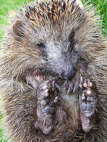Tiere Bremen Igel aus Bremen