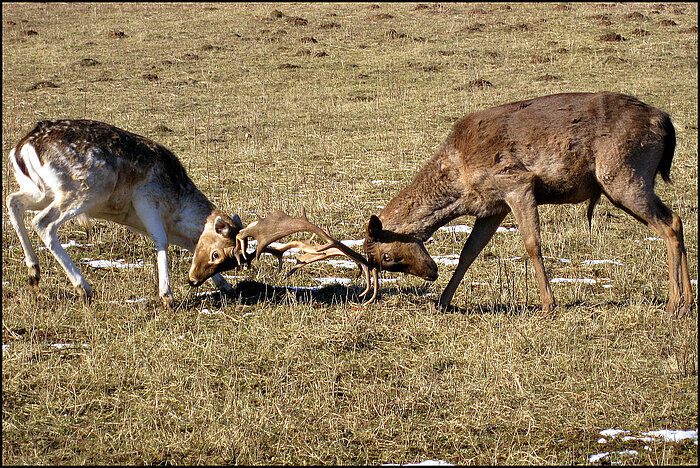 Hirsche in Lettland