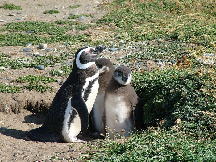 Magellan-Pinguin mit zwei Jungtieren