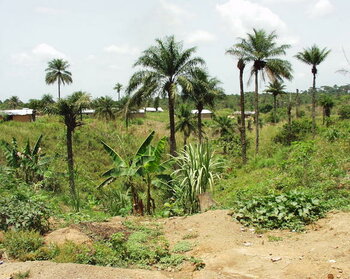 Palmen in Sierra Leone