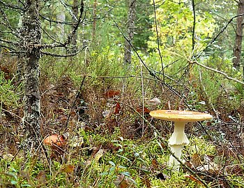 Dieser Wald gehört zur Natur in Weißrussland