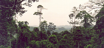 Regenwald in Ghana