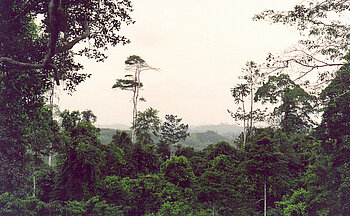 Regenwald in Ghana
