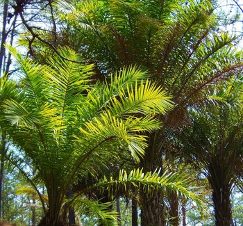 Palmen in Honduras