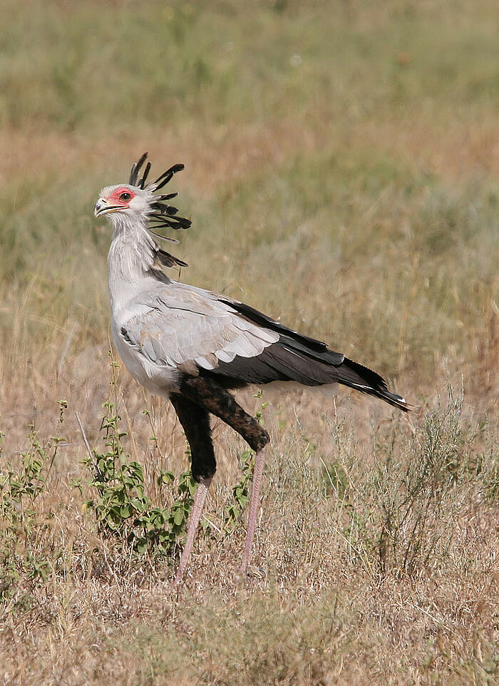 Sekretär