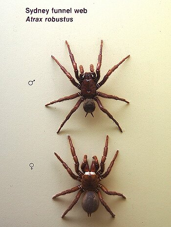 Sydney Trichterspinne