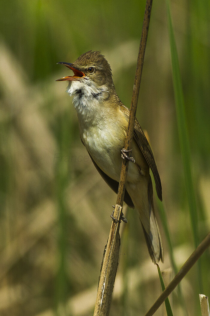 Drosselrohrsänger in Ungarn