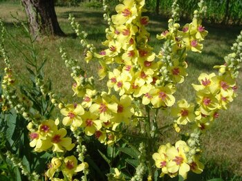 Blume Österreich