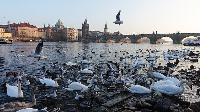 Schwäne und Möwen in Prag