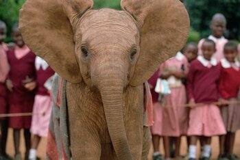 Babyelefant, Kenia