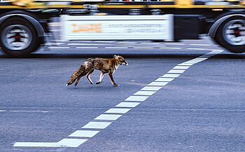 Fuchs in Berlin