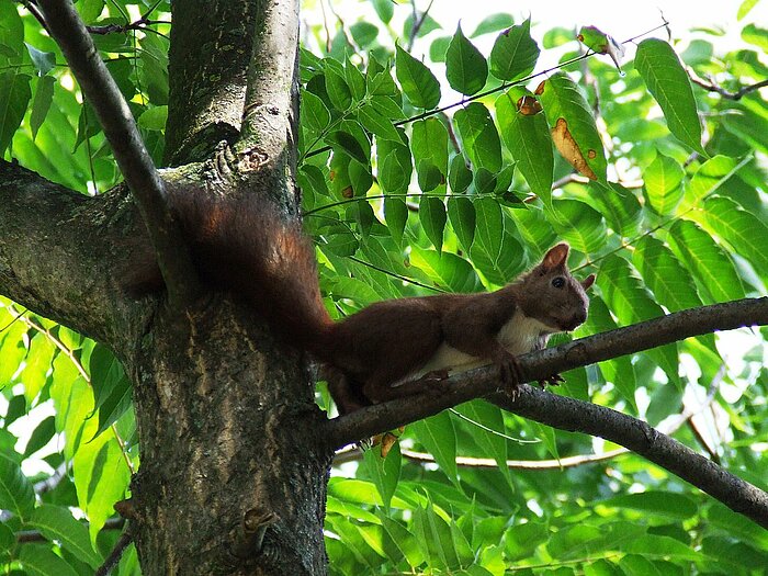 Eichhörnchen