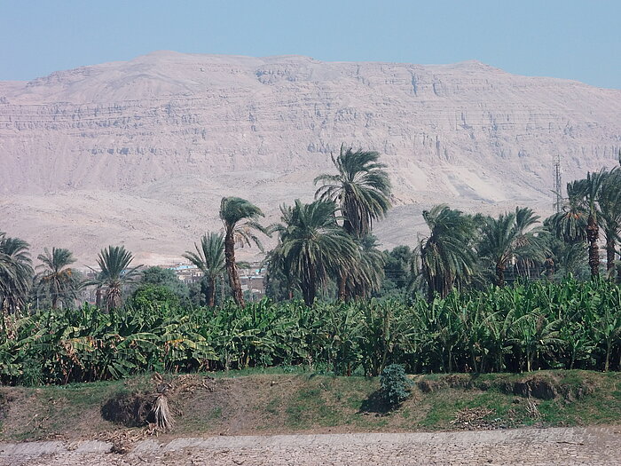 Bananenanbau in Ägypten