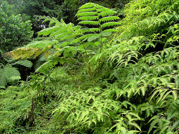 Farne im Regenwald von Dominica
