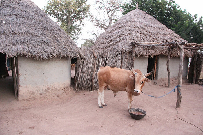 Hütten und Kuh in Gambia