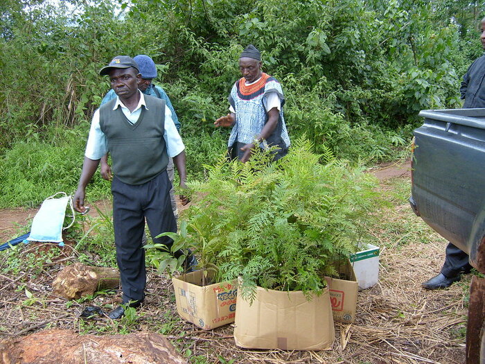 Kameruner beim Pflanzen von Bäumen