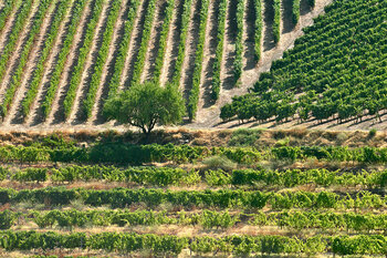 Weintrauben in Portugal