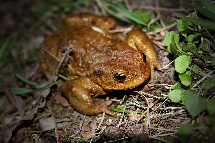 Frosch in Tschechien