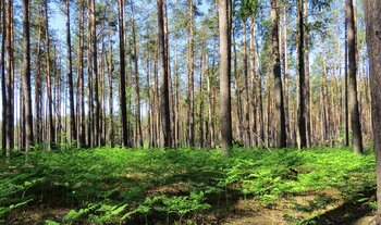 Kiefernwald in der Ukraine