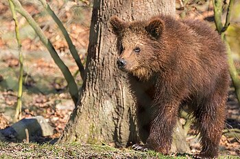 Braunbär in Schweden