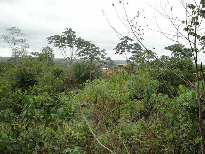 Wald bei Libreville